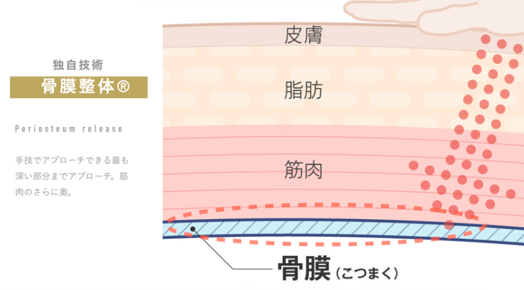骨膜整体の説明画像