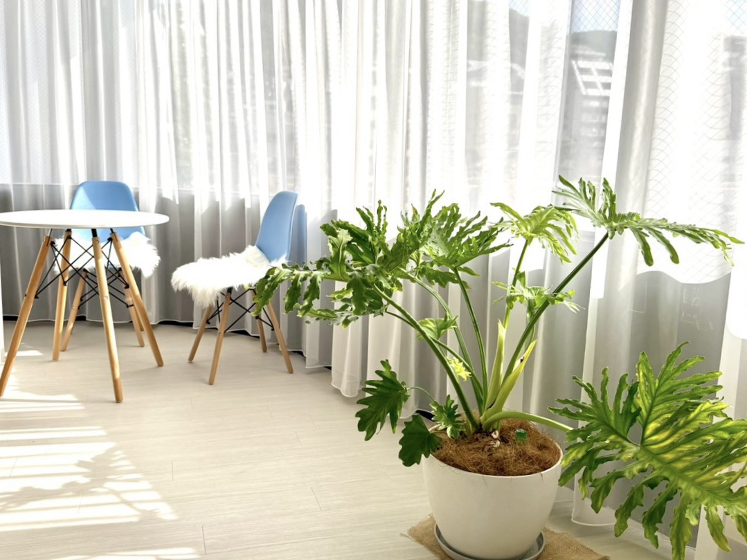 植物が多く癒されるLa pilates長崎店スタジオ