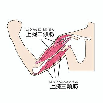 上腕二頭筋と上腕三頭筋の位置を示すイラスト
